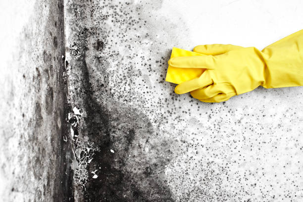 Best Commercial Mold Removal  in Northdale, FL