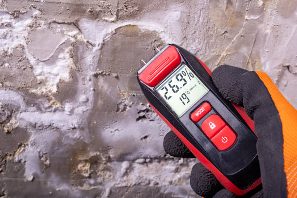 Home Mold Removal in Northdale, FL