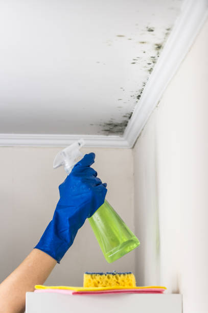 Best Fast Mold Removal  in Northdale, FL
