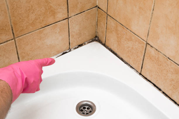 Best Mold Damage Repair  in Northdale, FL